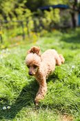 Pudel im Garten